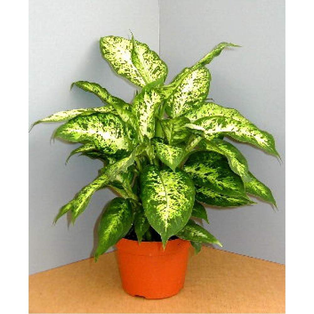 Диффенбахия компакта Dieffenbachia compacta