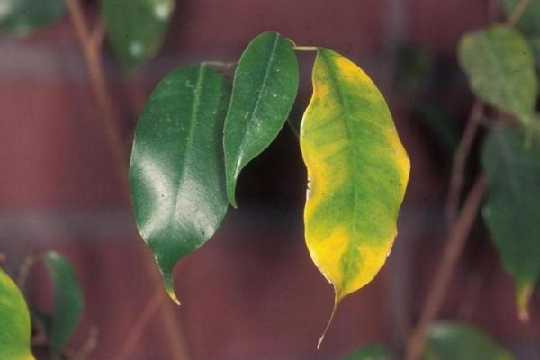 Почему желтеют листья у фикуса