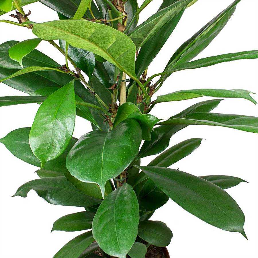 Фикус бокальчатоприлистниковый (Ficus cyathistipula). Циатистипула.