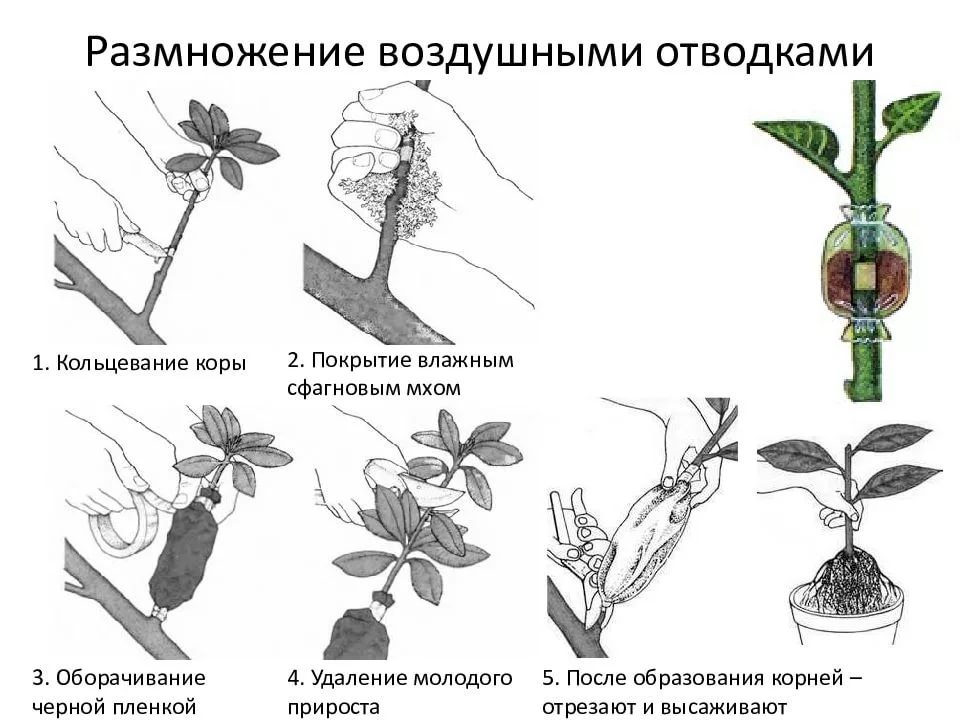 Посадить дерево ветками. Укоренение фикуса воздушными отводками. Фикус вегетативное размножение схема. Яблоня размножение воздушным отводком.