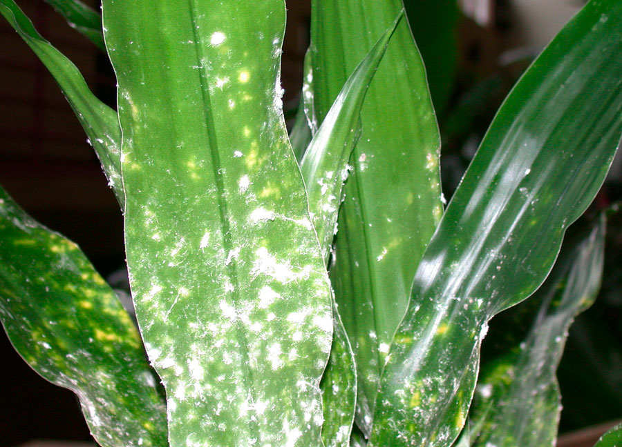Как правильно лечить комнатные растения от болезней?