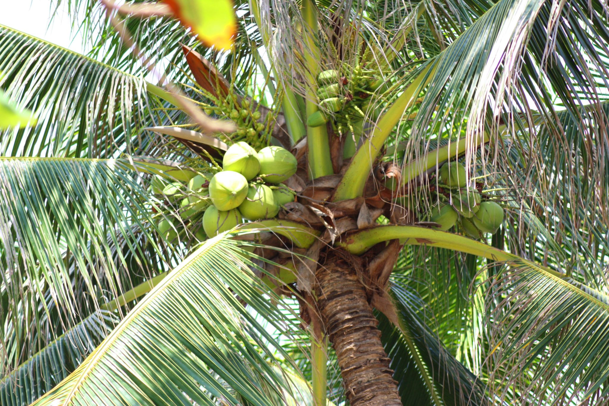 Кокосовая пальма в домашних условиях фото